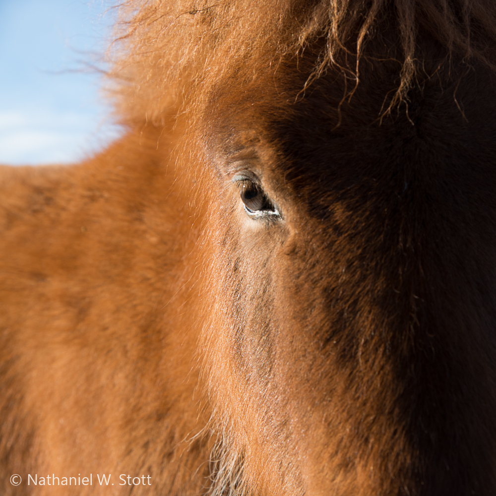 Iceland - Horse Portrait