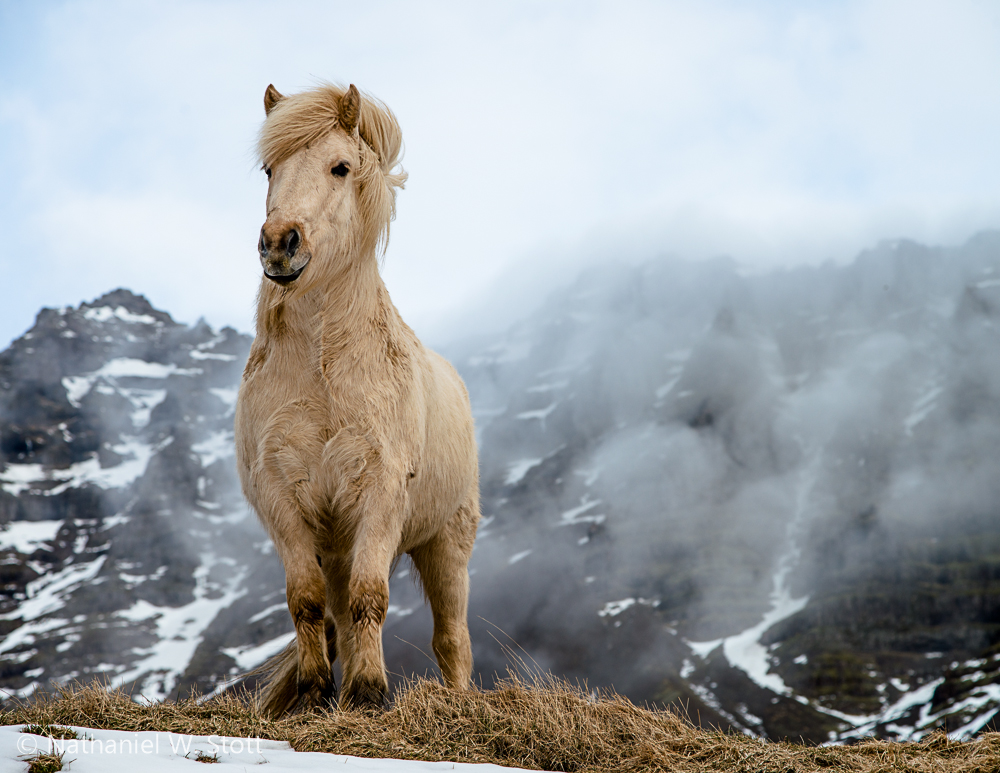 Iceland - Horse Pose