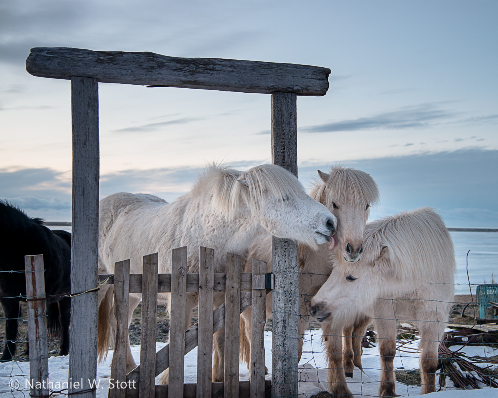 Iceland - Horse Frolic