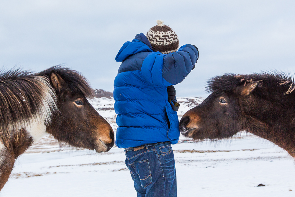 horses