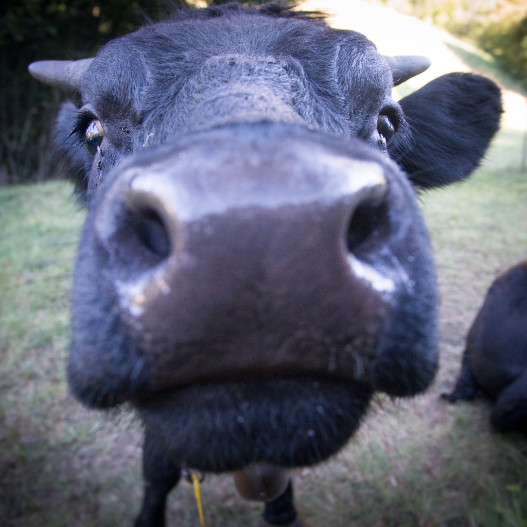 Haute Route - Cow