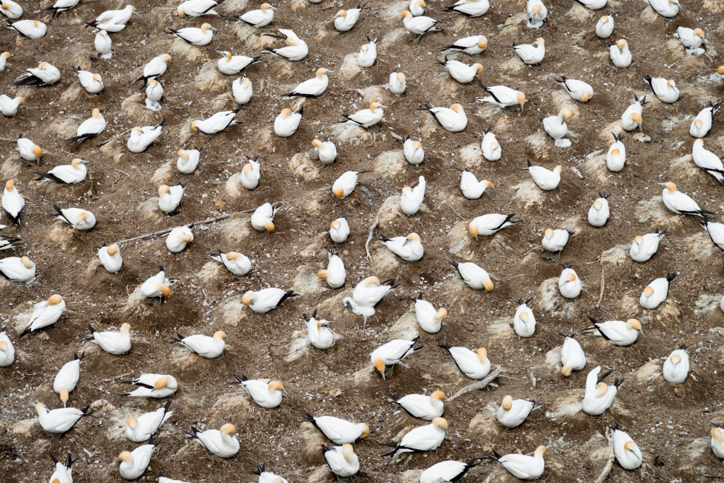 Muriwai Gannet Colony (1 of 13)