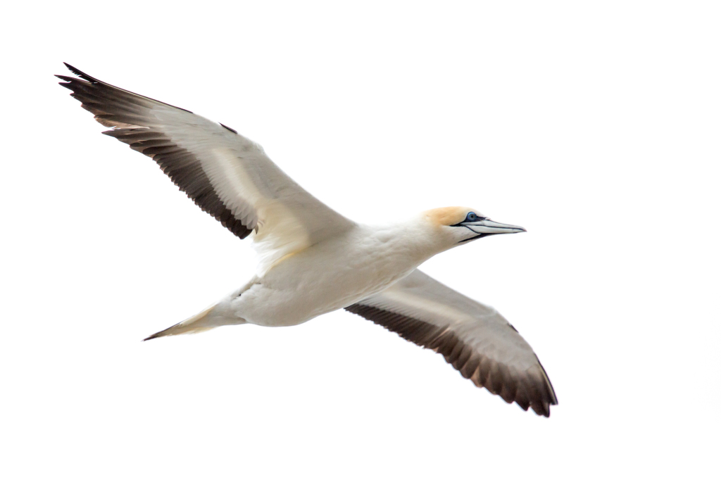 Muriwai Gannet Colony (1 of 2)