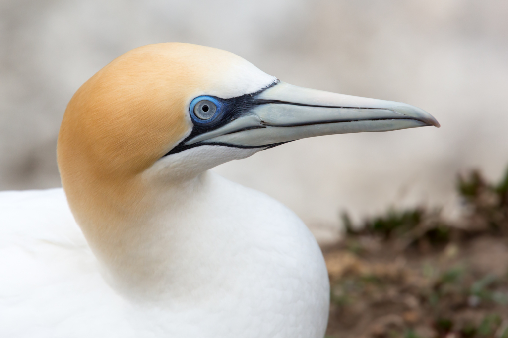 Muriwai Gannet Colony (2 of 2)