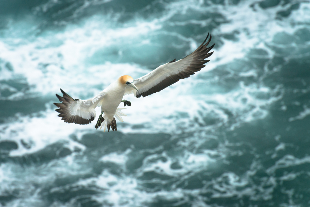 Muriwai Gannet Colony (2 of 3)