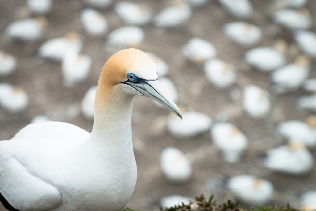 Muriwai Gannet Colony (3 of 3)