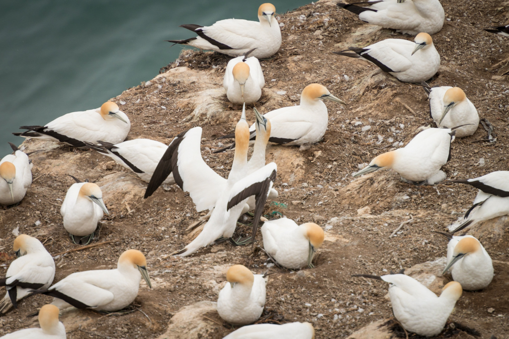 Muriwai Gannet Colony (5 of 13)