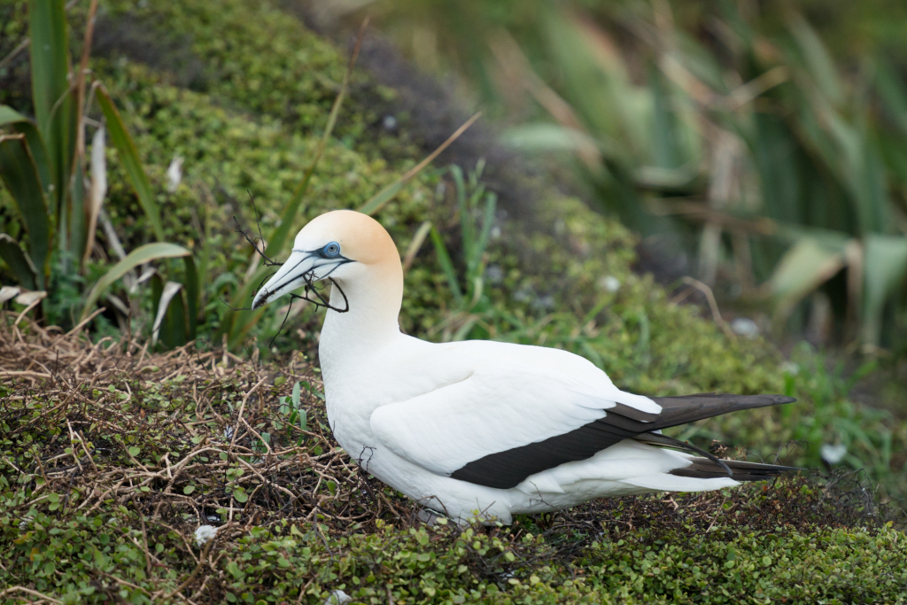 Muriwai Gannet Colony (7 of 13)