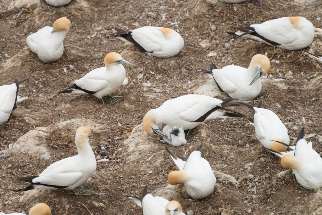 Muriwai Gannet Colony (8 of 13)