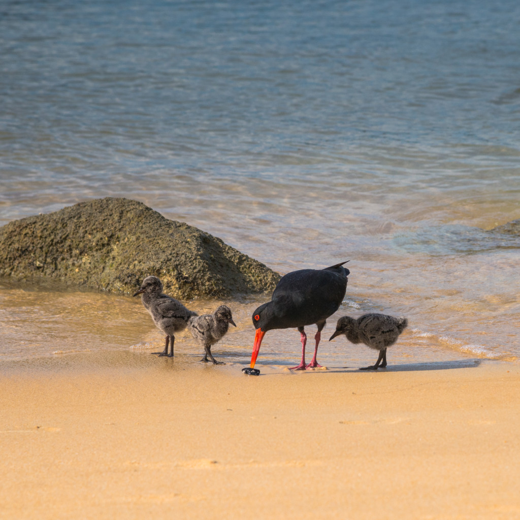 NZ-AbelTasman-10