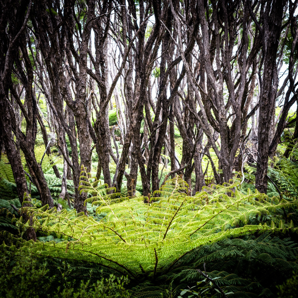 NZ-AbelTasman-16